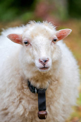 Dwarf white sheep in forest