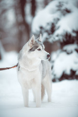 Naklejka premium husky