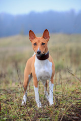 Red basenji on the autumn meadow