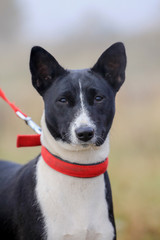 Black basenji dog on autumn meadow