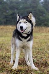 Portrait of siberian husky