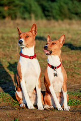 Two Basenji dogs in autumn meadow