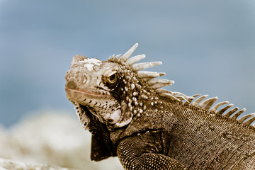 Iguana
