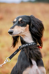 Black saluki running on the meadow