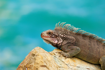 Iguana