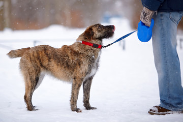 Shaggy dog