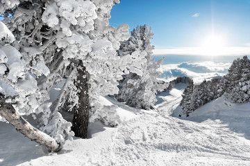 Neige fraiche poudreuse