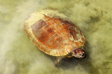 Sea Turtle