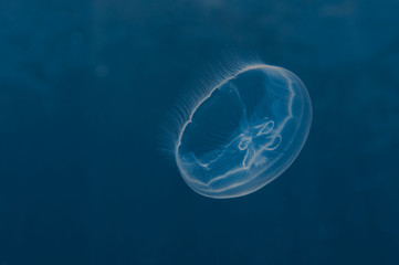 Small Moon Jellyfish in open water