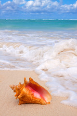 Conch Shell On Tropical Beach. © Swetlana Wall