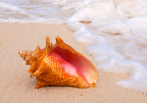 Conch Shell On Tropical Beach.