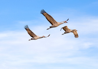 cranes