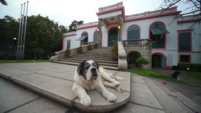 St Bernard sitting on porch of the house