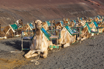 camels in the national park in Lanzarote