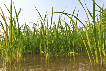 Obraz premium Green Terraced Rice Field
