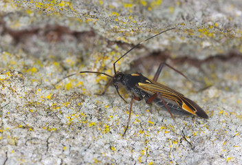 Plantbug, Miris striatus on oak, extreme close-up