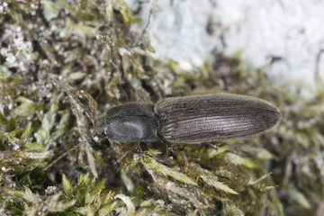 Click beetle on moss, macro photo
