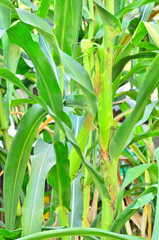 Fototapeta premium Cob of Corn Growing