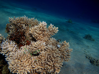 Fototapeta na wymiar blisko koral