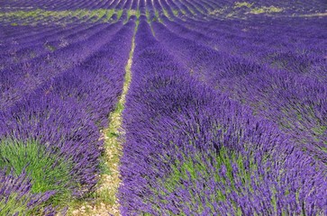 Naklejka na ściany i meble Lavendelfeld - lavender field 59