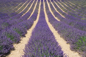 Fototapeta na wymiar Lavendelfeld - lavender field 61