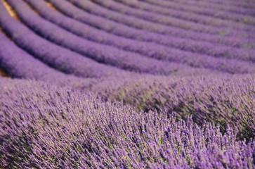 Fototapeta na wymiar Lavendelfeld - lavender field 72