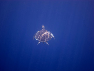 Fototapeta na wymiar żółw morski w niebieskiej wodzie