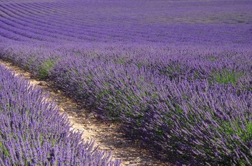 Fototapeta na wymiar Lavendelfeld - lavender field 74