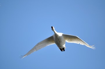 白鳥の飛翔