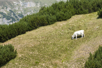 Landscape in Bucegi Mountains, Romania