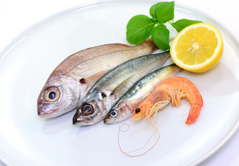 Fischfang, Fische, Scampi