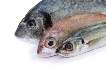 Dorade, Sardine,...