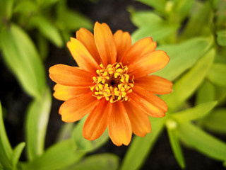 orange flower