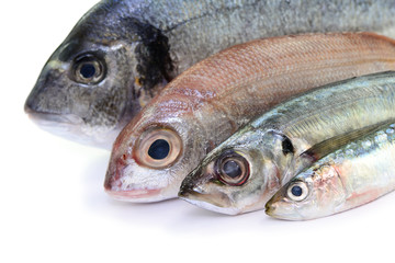 Fischtheke, Dorade