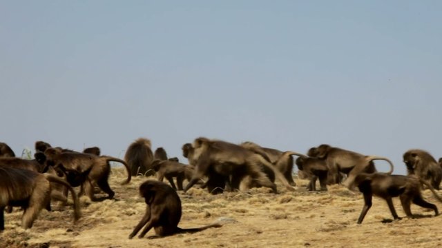 Gelada Baboon, Simien Mountain, Ethiopia