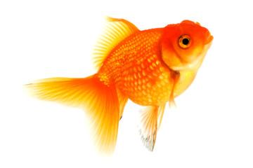 Goldfisch - 49299003