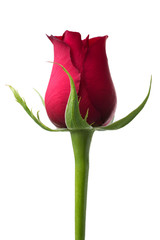 Fototapeta premium Red rose