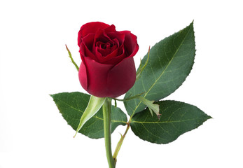 Red rose