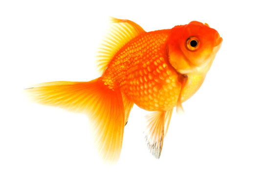 Goldfisch