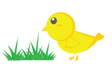 bird