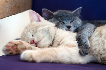 Fototapeta na wymiar słodkie kociaki spania razem