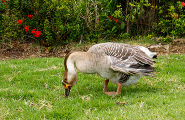 gray-goose