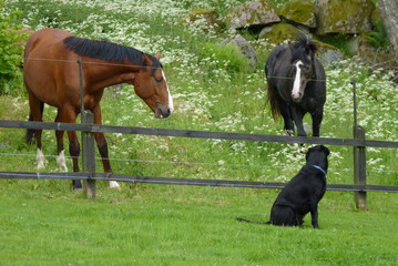 Hund und Pferde