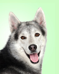 Obraz premium Siberian Husky