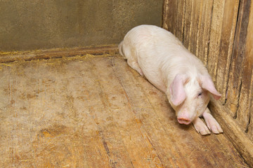 pigs lying on the floor