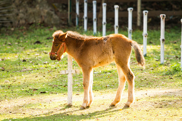 a horse in nightsafari chiangmai Thailand