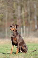 Dobermann