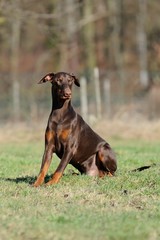 Dobermann