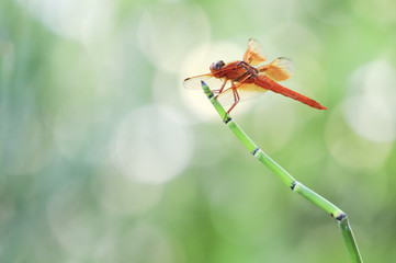 Red Dragonfly