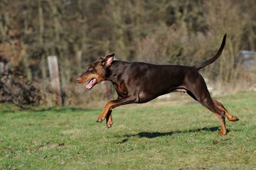 Dobermann